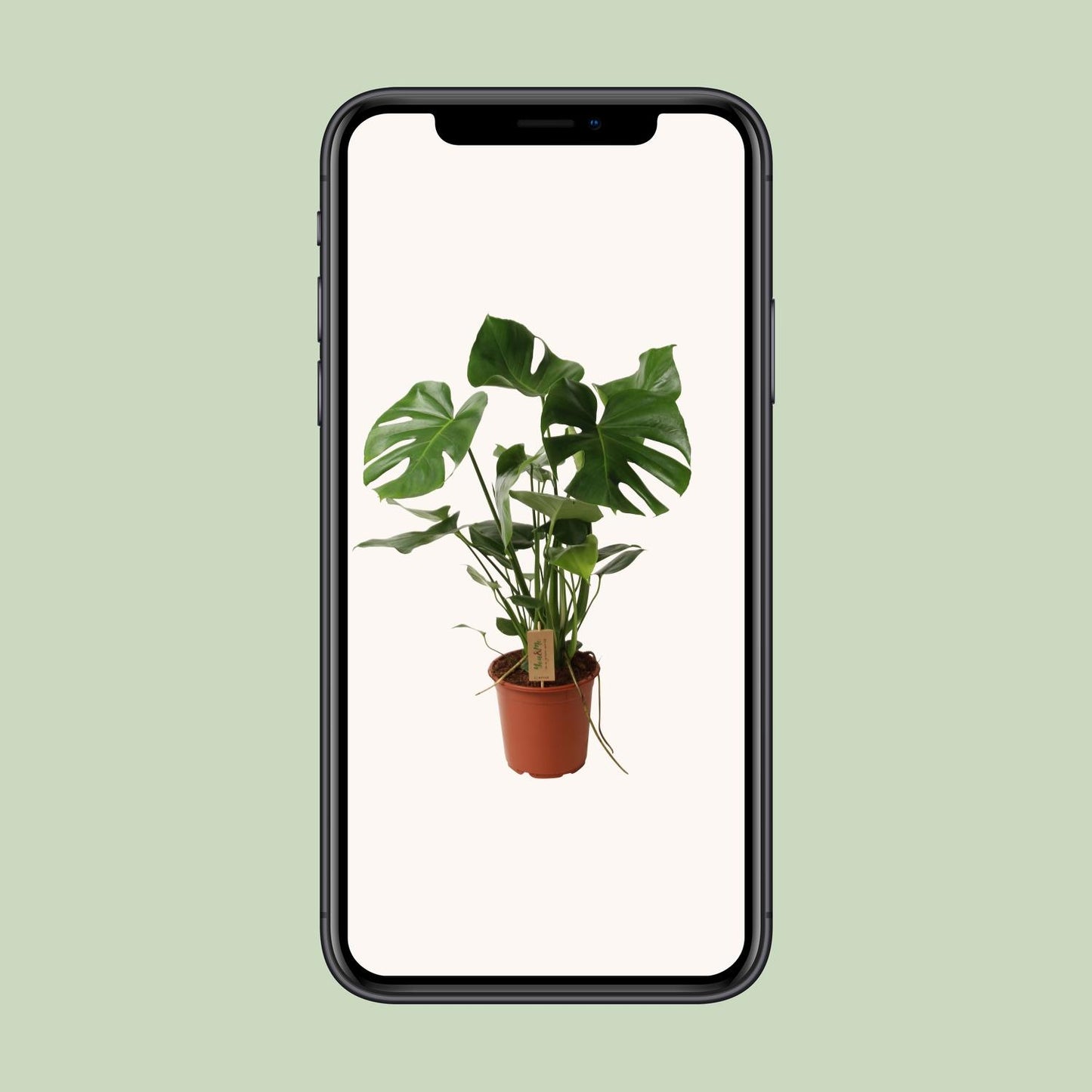 Monstera Deliciosa P21 - Ø21cm - ↕60cm - Pflanzfix24