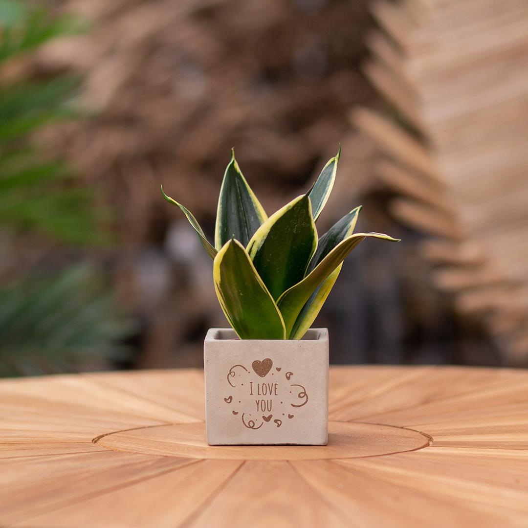 Congreet plantpots + Sansevieria | I love you - Pflanzfix24.de - Pflanzfix24.de
