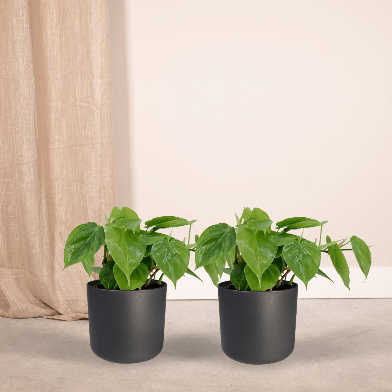 2x Philodendron Scandens - 5cm - ø12 bei Pflanzfix24.de - Pflanzfix24.de