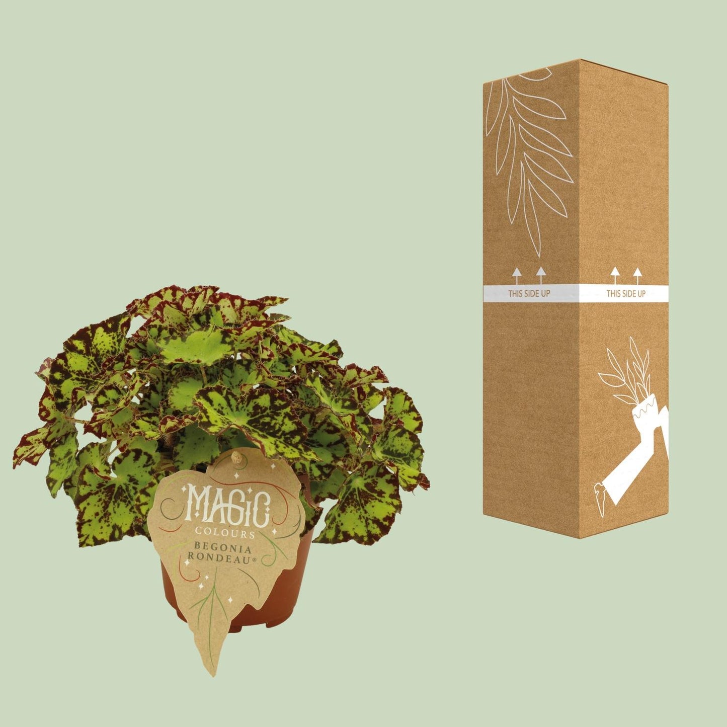 Begonia Rex Rondeau - Ø12 ↕25 - Pflanzfix24