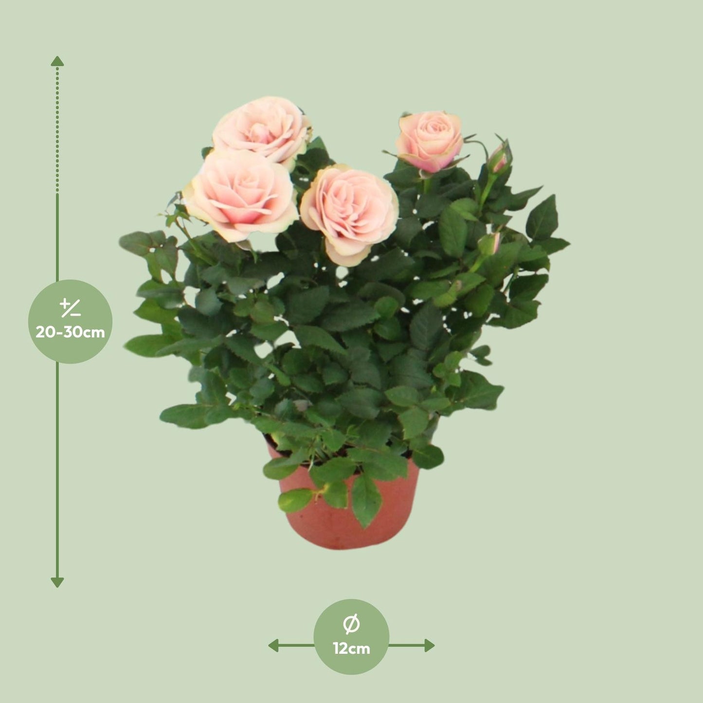 Rosa Light Pink - Ø12cm - ↕29cm bei Pflanzfix24