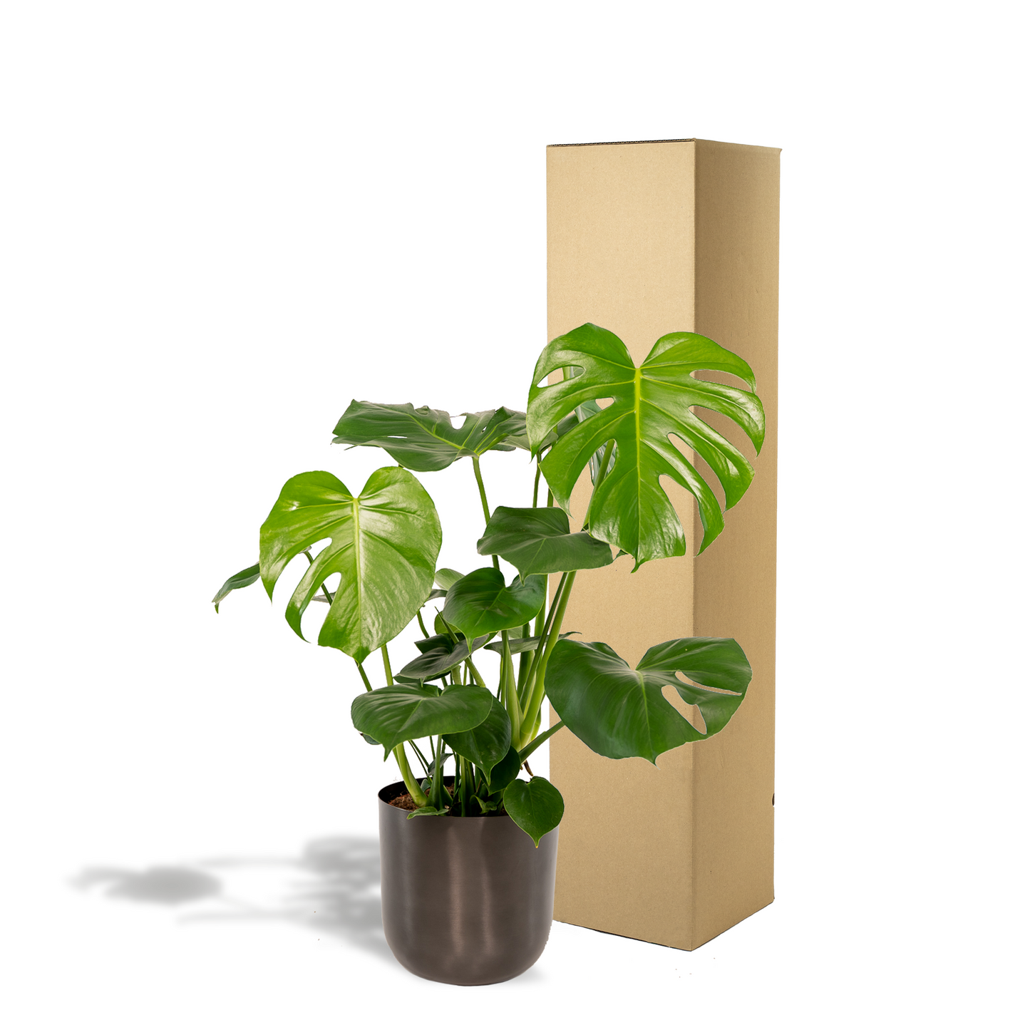 Monstera Deliciosa 80 cm Ø21cm + Pot Mayk Lead | Pflanzfix24.de - Pflanzfix24.de