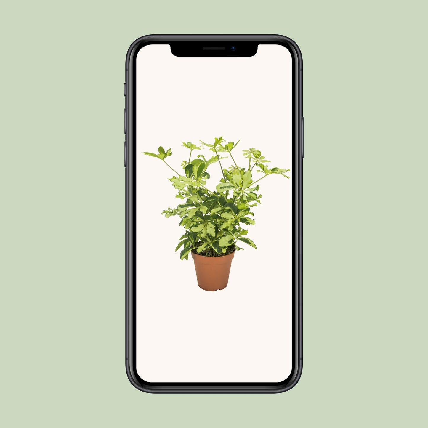 Schefflera Charlotte - Ø13cm - ↕35cm - Pflanzfix24