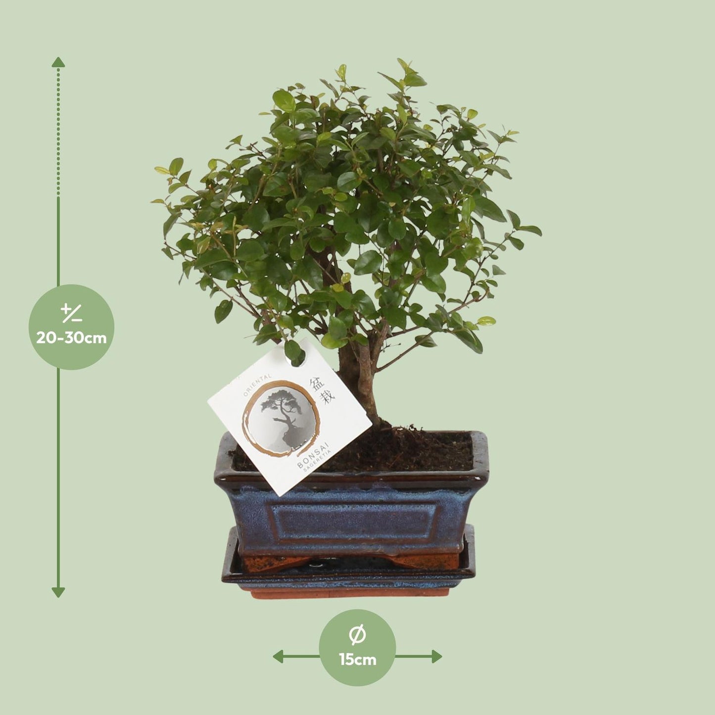Bonsai 'Sageretia' - Bol Vorm - Ø15cm - ↕30cm - Pflanzfix24