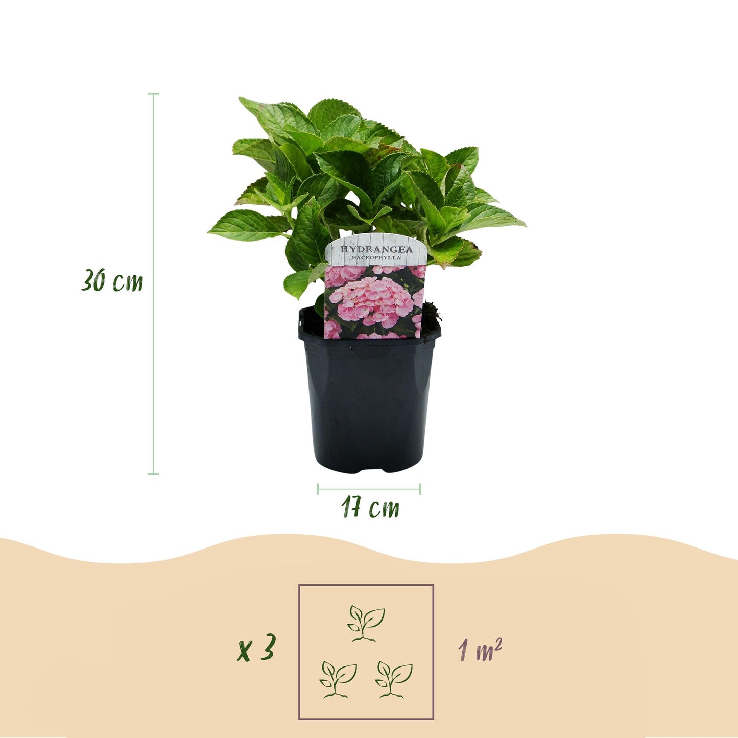 pflanzfix24 - Hortensie - Hydrangea macrophylla Rosa - Blume Rosa - 3 Pflanzen - 1 m2
