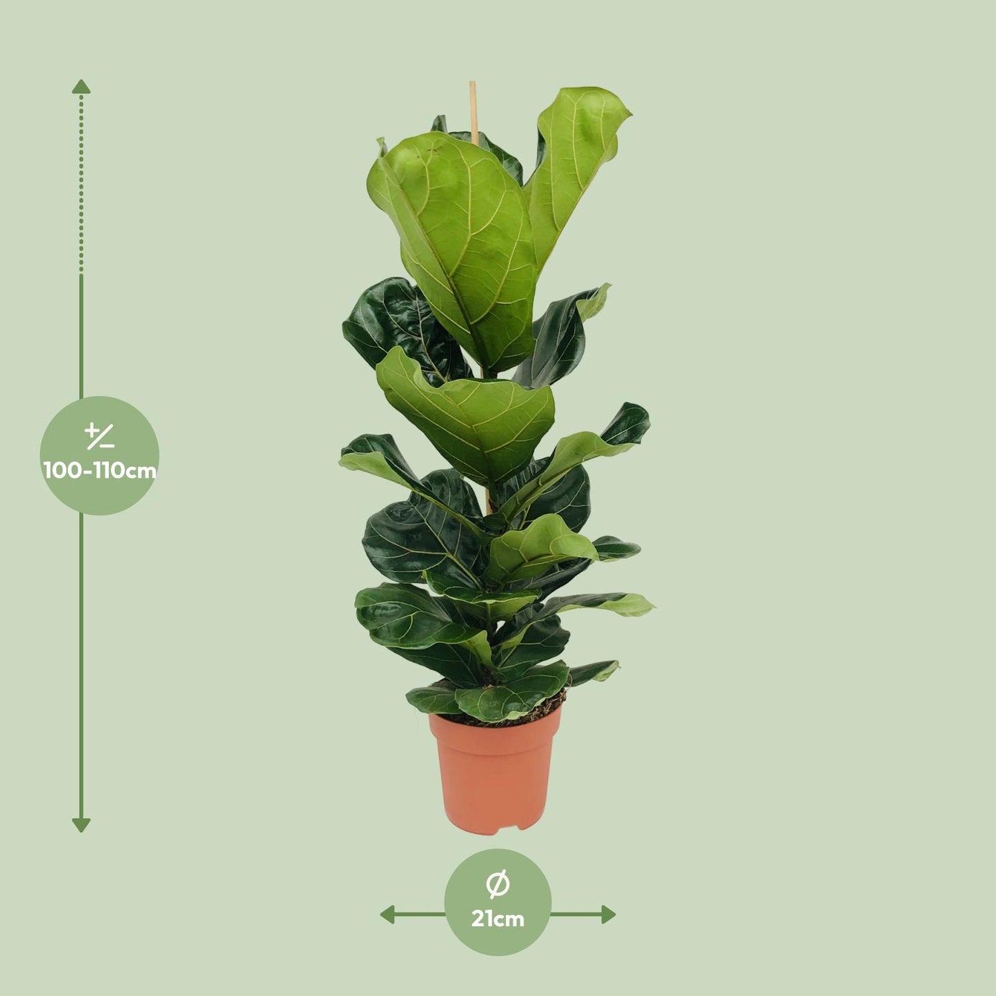 Ficus Lyrata - Ø21cm - ↕100cm - pflanzfix24