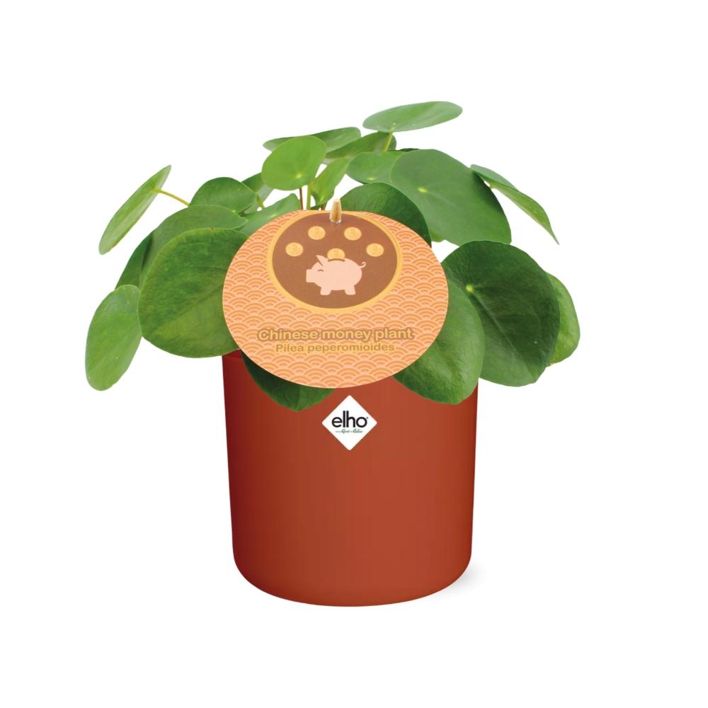 Pilea Peperomioides 12cm in ELHO b.for soft rond 14cm brique - Pflanzfix24
