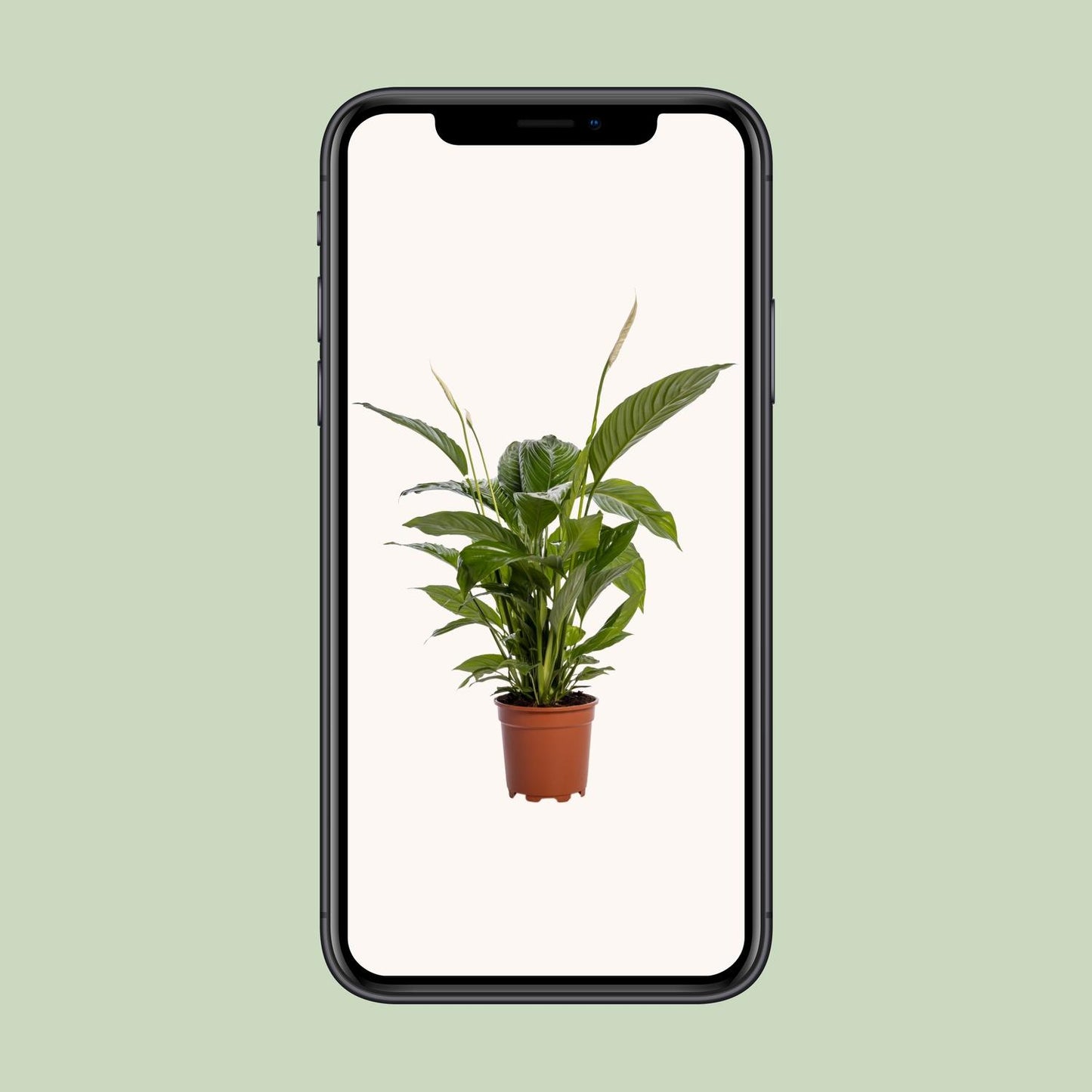 Spathiphyllum Bingo Cupido 80 cm – Friedenslilie – Pflanzfix24.de - Pflanzfix24.de