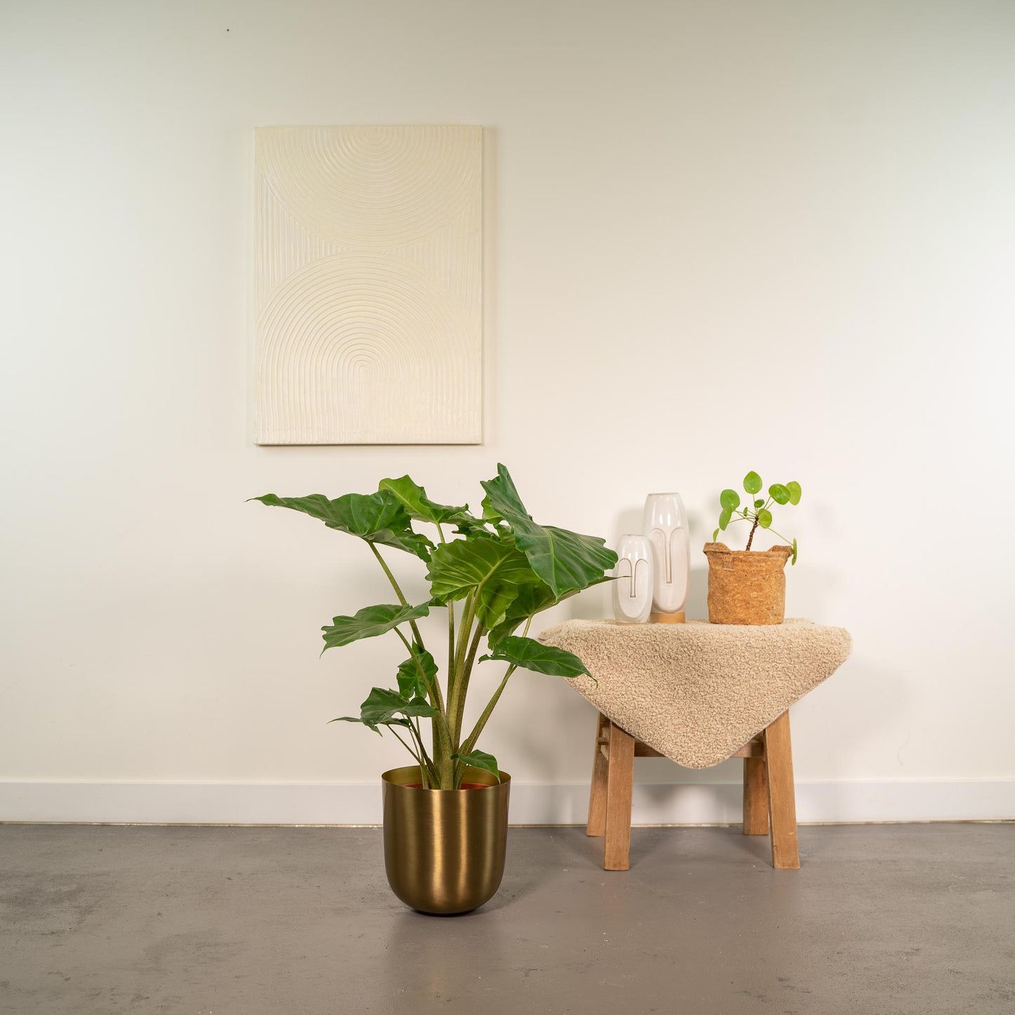 Alocasia Portodora - Ø21cm - ↕80cm + Topf Mayk Gold - Pflanzfix24