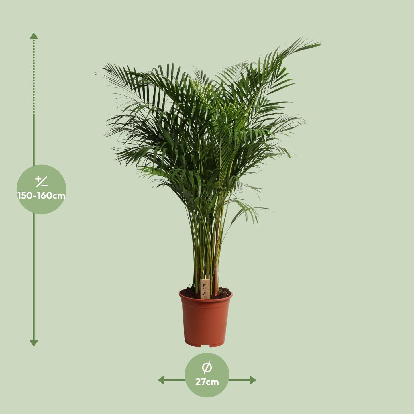 Dypsis Lutescens - Ø27cm - ↕160cm - Pflanzfix24