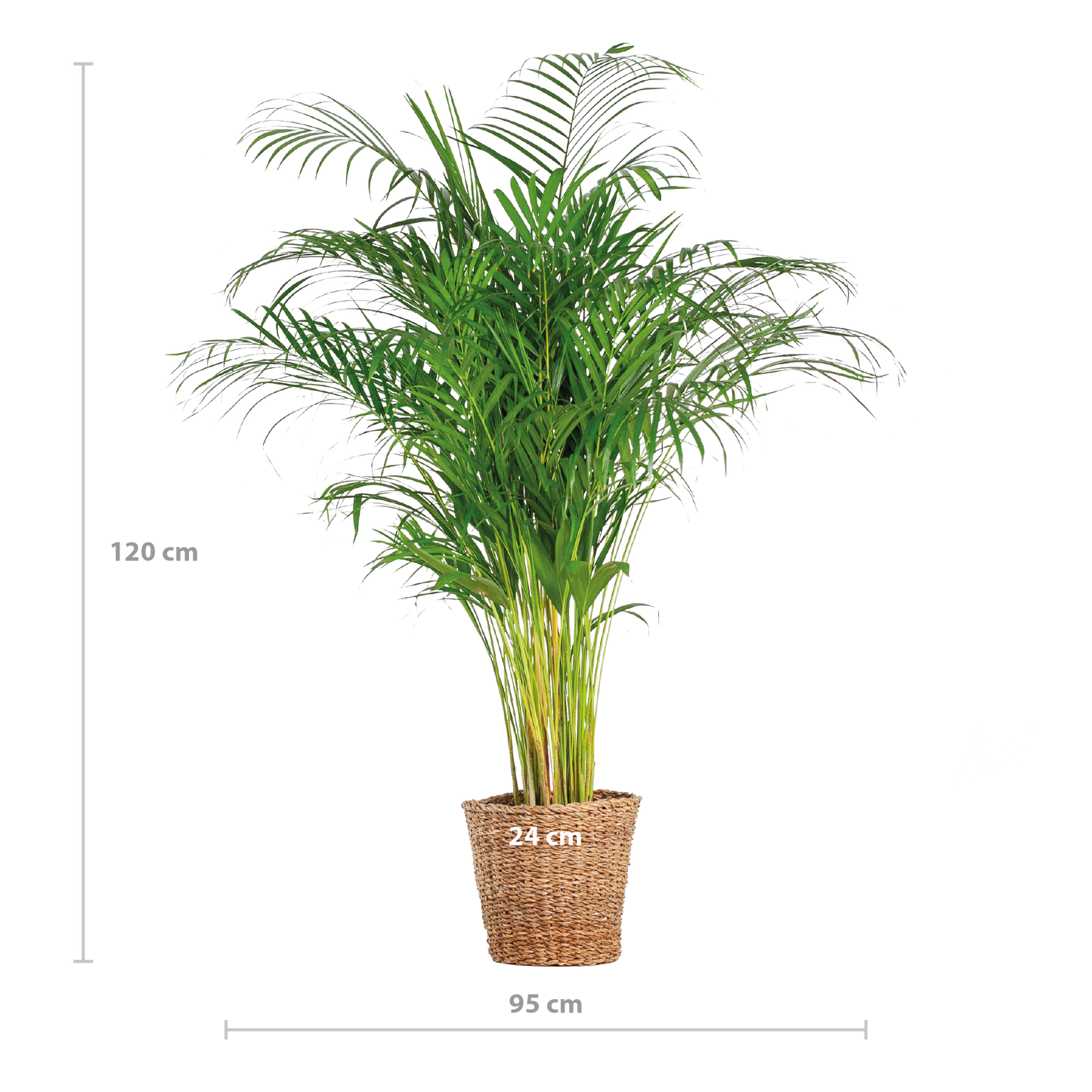 Areca-Palme (Dypsis) XL mit Korb Torun - Pflanzfix24.de - Pflanzfix24.de