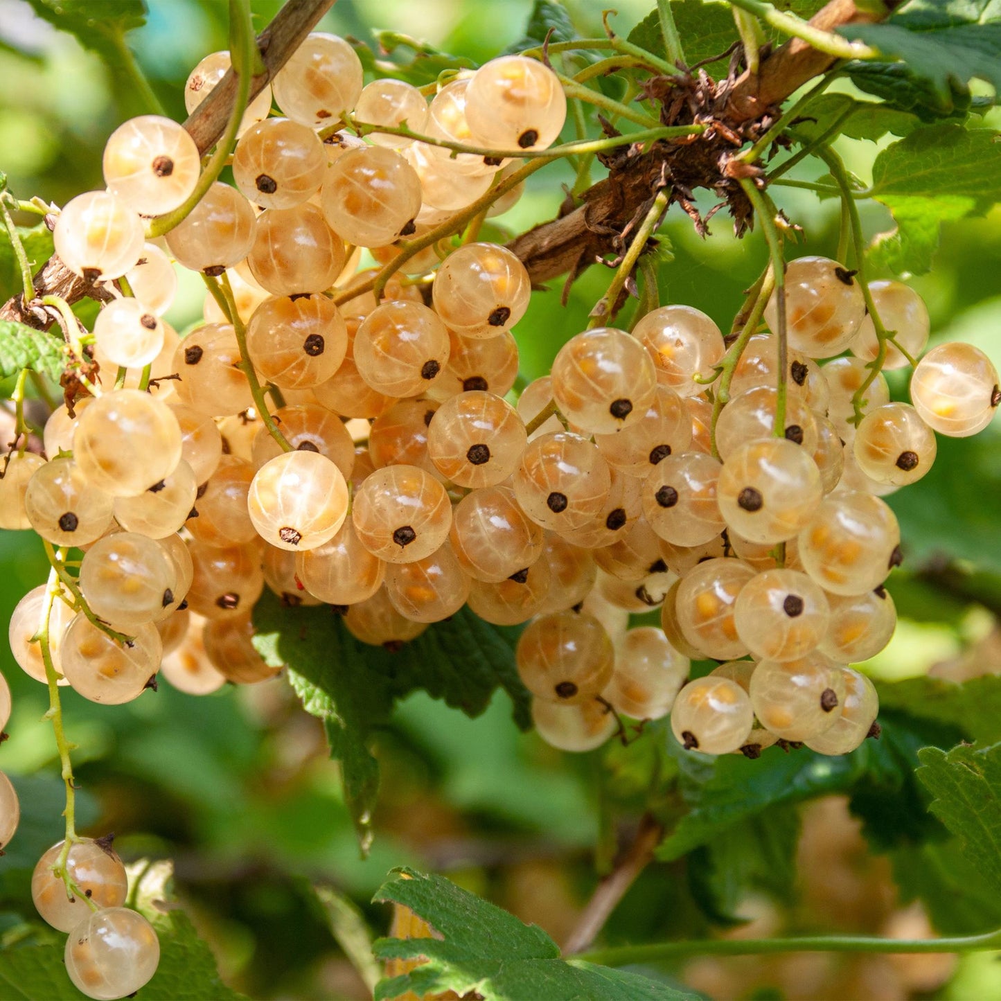 Obstpflanze - Johannisbeere - Ribes rubrum White Pearl - 2 Pflanzen - Pflanzfix24