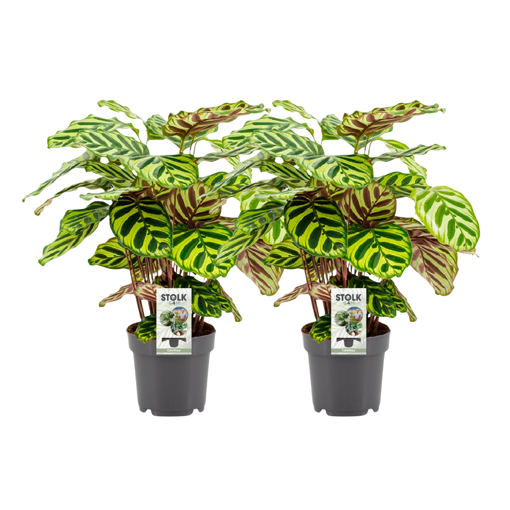 Calathea Makoyana - 2 Stücke - Ø14cm - ↕45cm bei Pflanzfix24