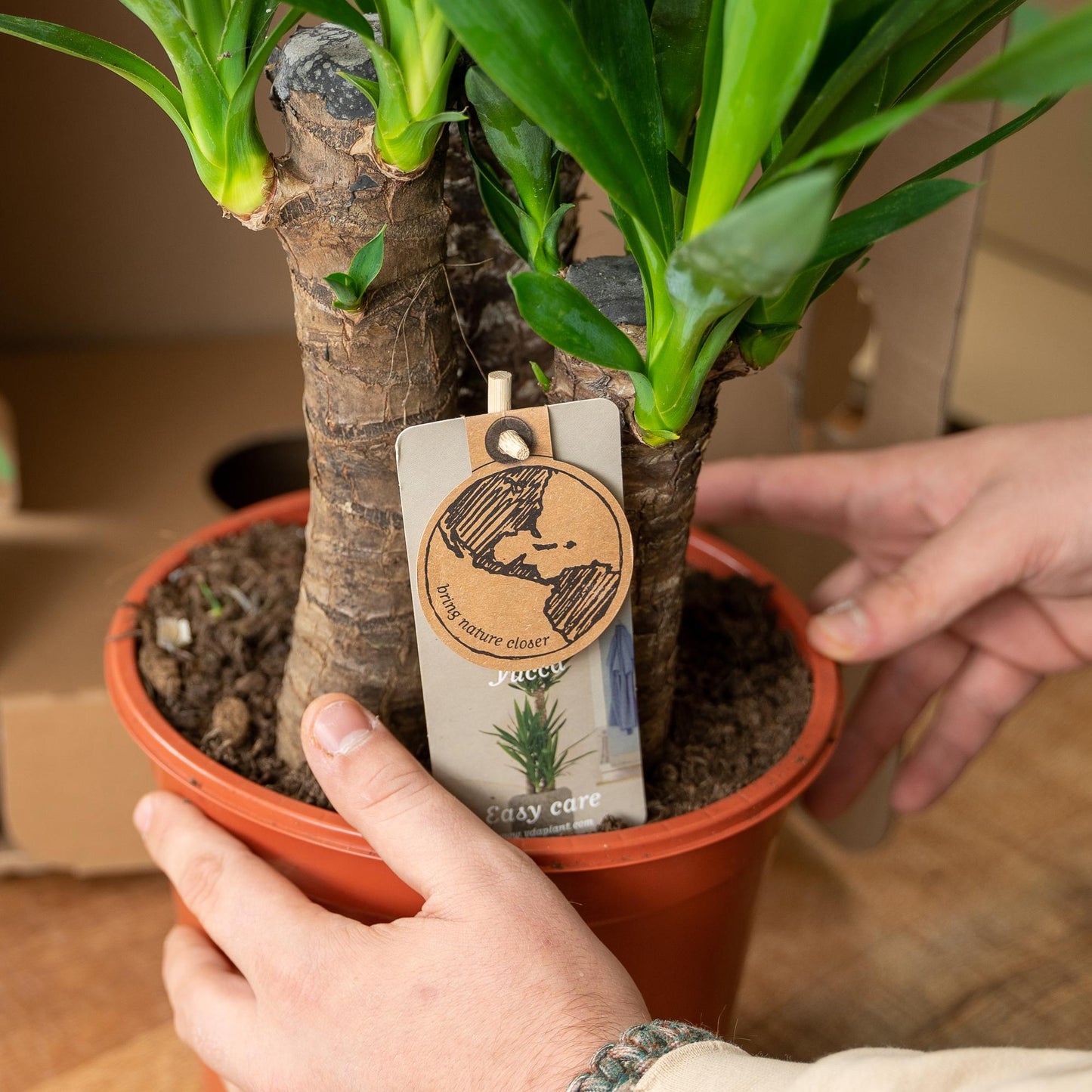 Yucca 90 cm – Ø17 cm – Pflanzfix24.de - Pflanzfix24.de
