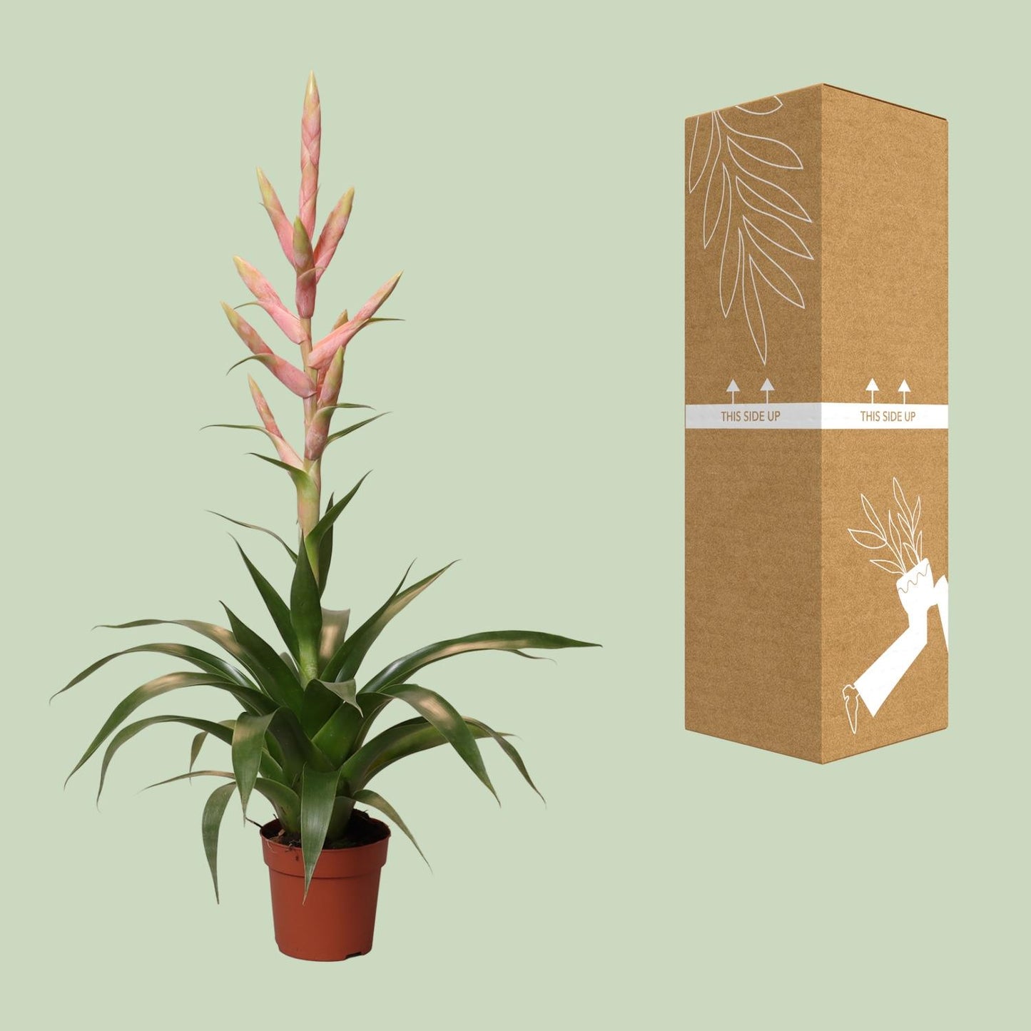 Luftpflanze Tillandsia Dolce - Ø12cm - ↕60cm - Pflanzfix24