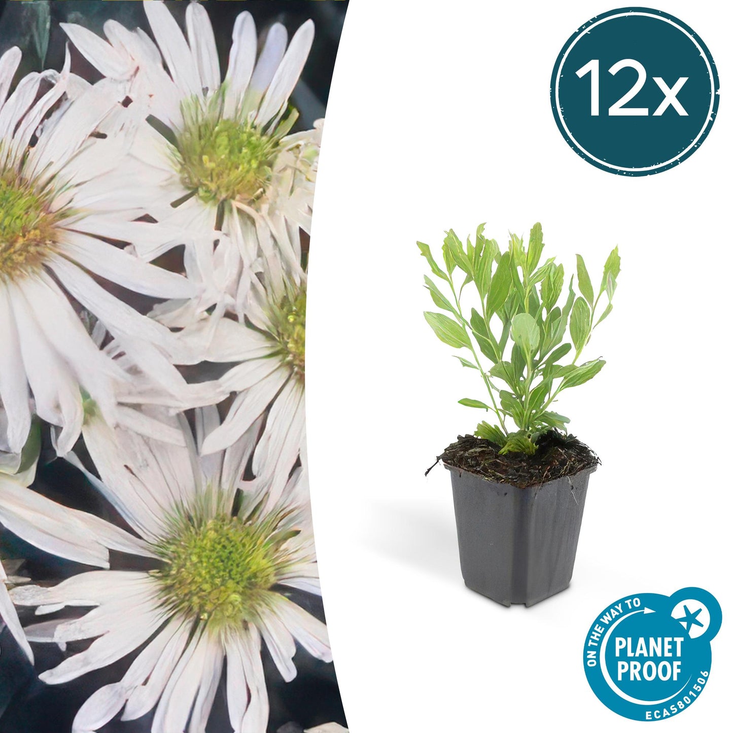 12x Aster ageratoides 'Ashvi' – Weiße Herbstaster | Pflanzfix24.de - Pflanzfix24.de