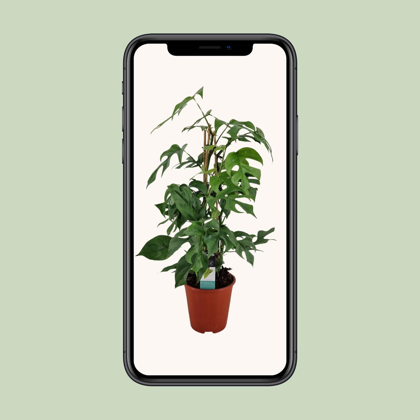 Philodendron Minima Pyramide - Ø19 ↕75 bei Pflanzfix24