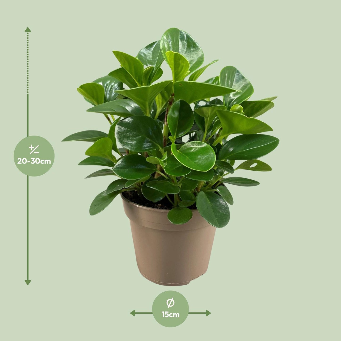 Peperomia Obtusifolia Green Gold - Ø15cm - ↕30cm - Pflanzfix24