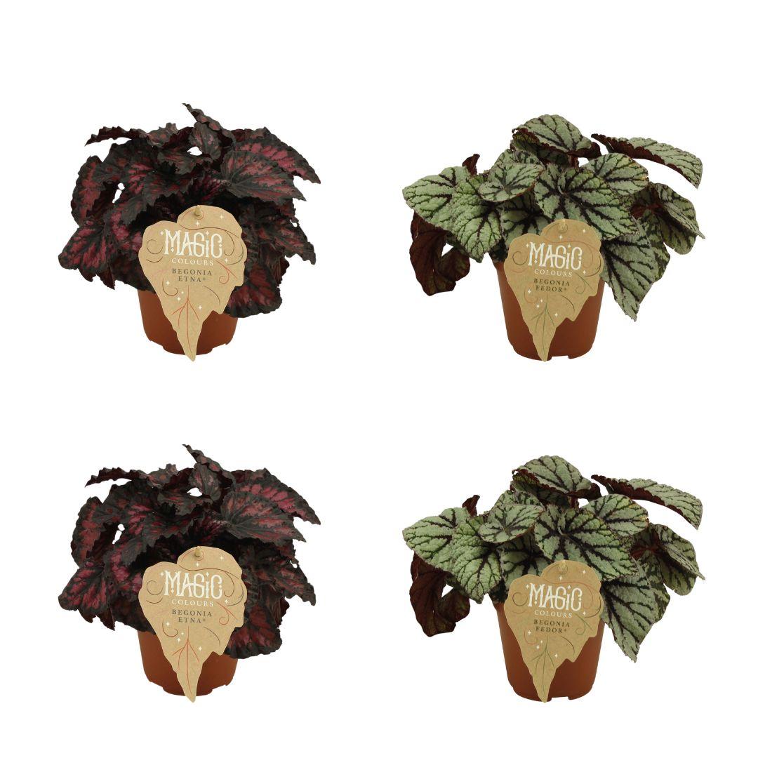 4er Set Begonia Rex Etna & Fedor - Pflanzfix24
