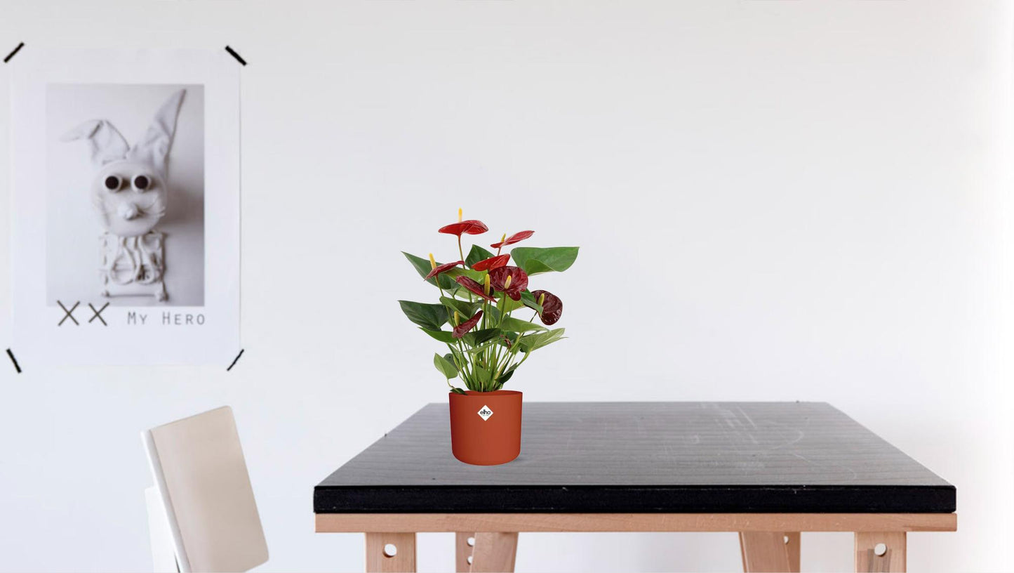 Anthurium Calon In Transparant Sleeve - Ø12cm - ↕36cm bei Pflanzfix24.de - Pflanzfix24.de