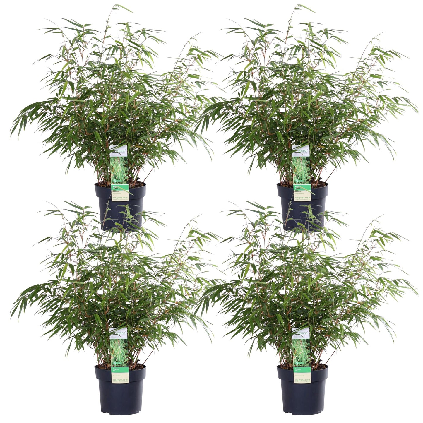4x Fargesia rufa - 60cm - Ø19 - pflanzfix24