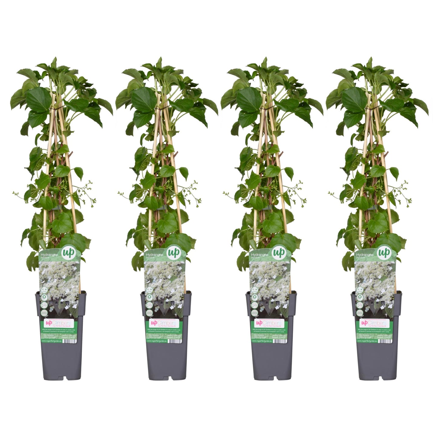 4x - Hydrangea petiolaris - ↨65cm - Ø15 - Pflanzfix24.de - Pflanzfix24.de