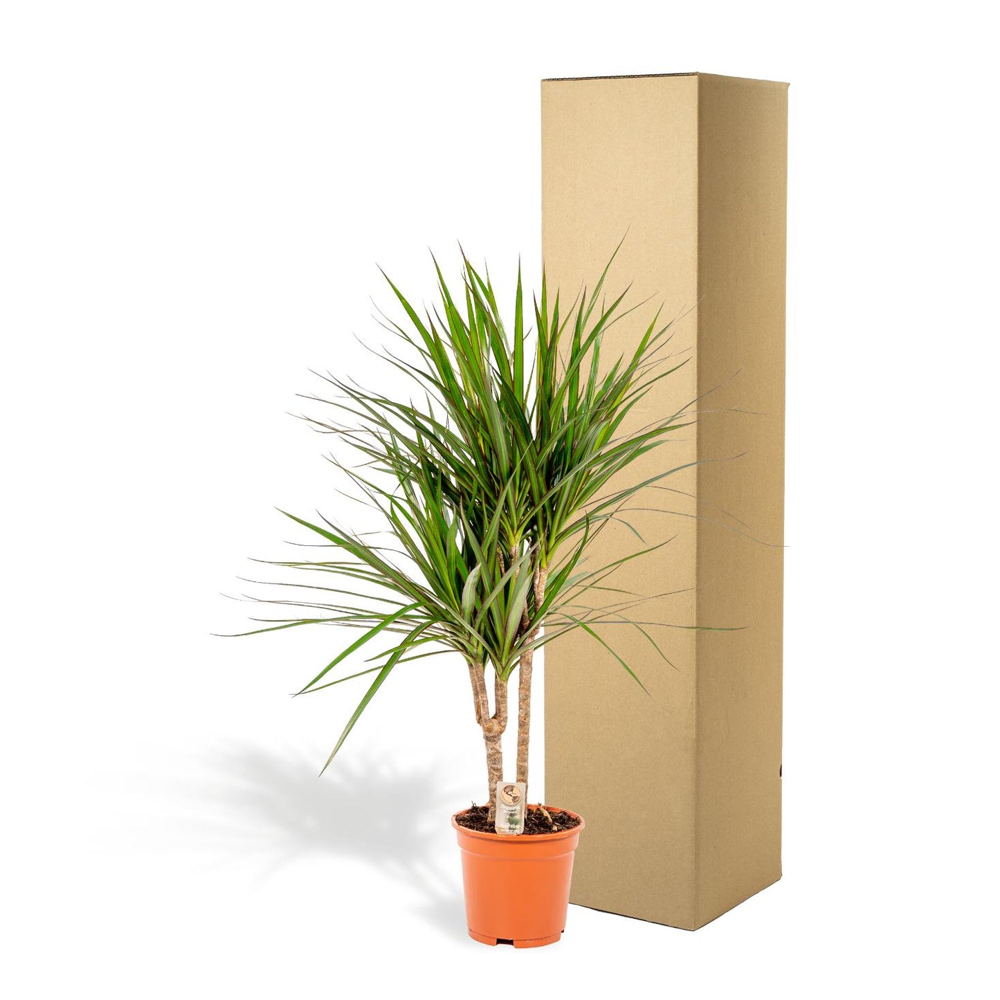 Dracaena Marginata - Ø17cm - ↕90cm bei Pflanzfix24.de - Pflanzfix24.de