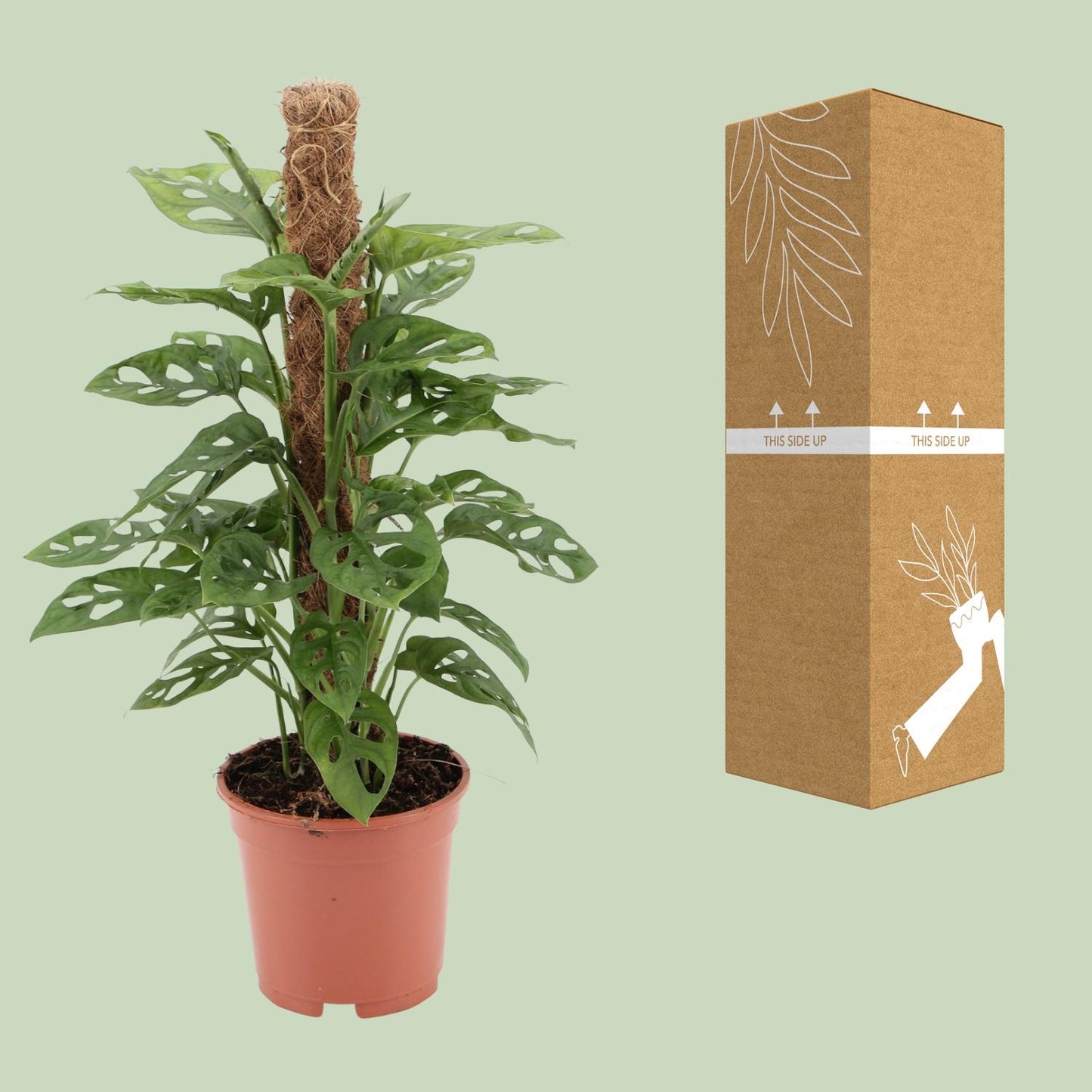 Monstera Monkey Ø17cm – 60 cm | Tropische Zimmerpflanze bei Pflanzfix24.de - Pflanzfix24.de