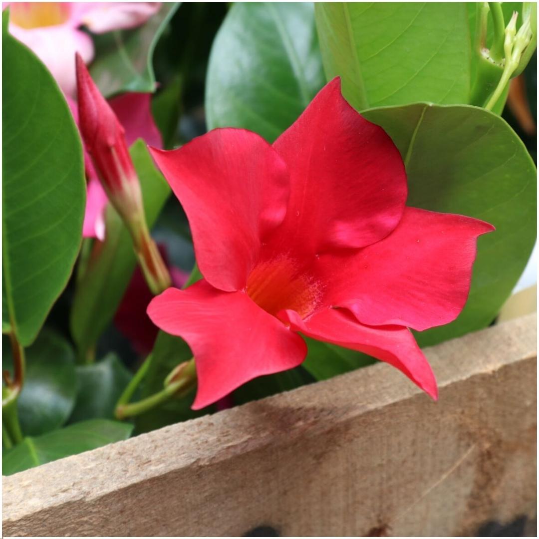6 x Dipladenia Red - Mandevilla Red Ø12 cm - ↕25 cm - Pflanzfix24.de - Pflanzfix24.de
