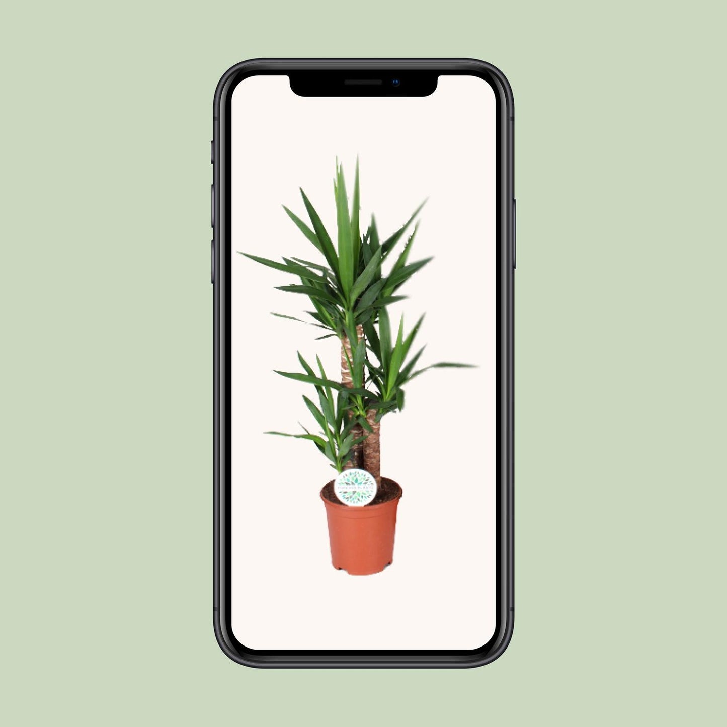 Yucca 90 cm - Ø21 cm - pflanzfix24
