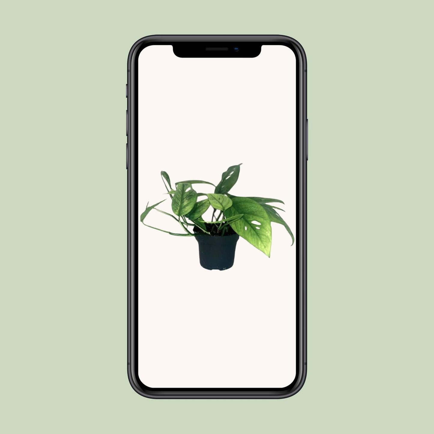 Epipremnum Cebu Blue - Ø12cm - Pflanzfix24.de - Pflanzfix24.de