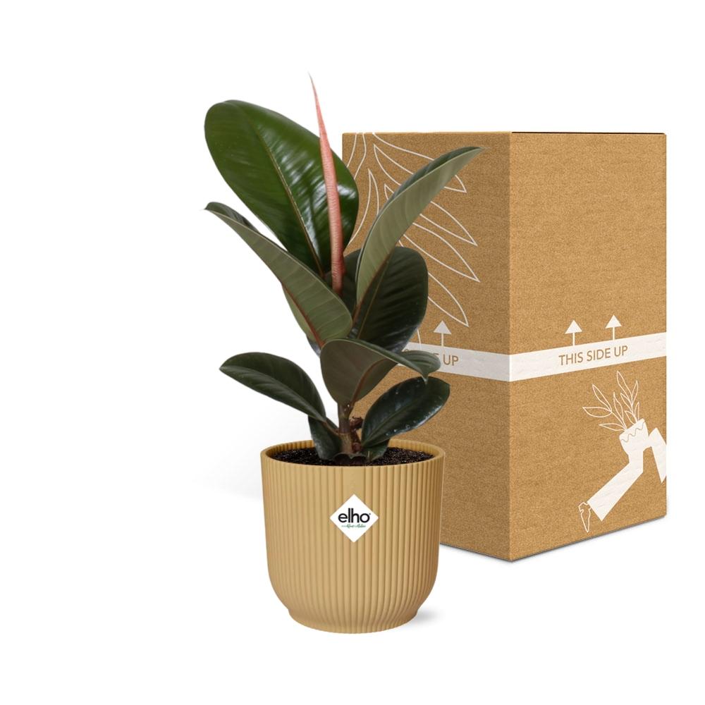 Ficus Elastica 'Robusta' 14cm in ELHO Vibes Fold geel - pflanzfix24