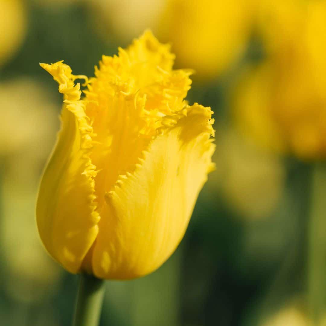 Pflanzfix24 - Gelbe Tulpen 'Yellow Splash' - 30 Blumenzwiebeln - Größe 12+