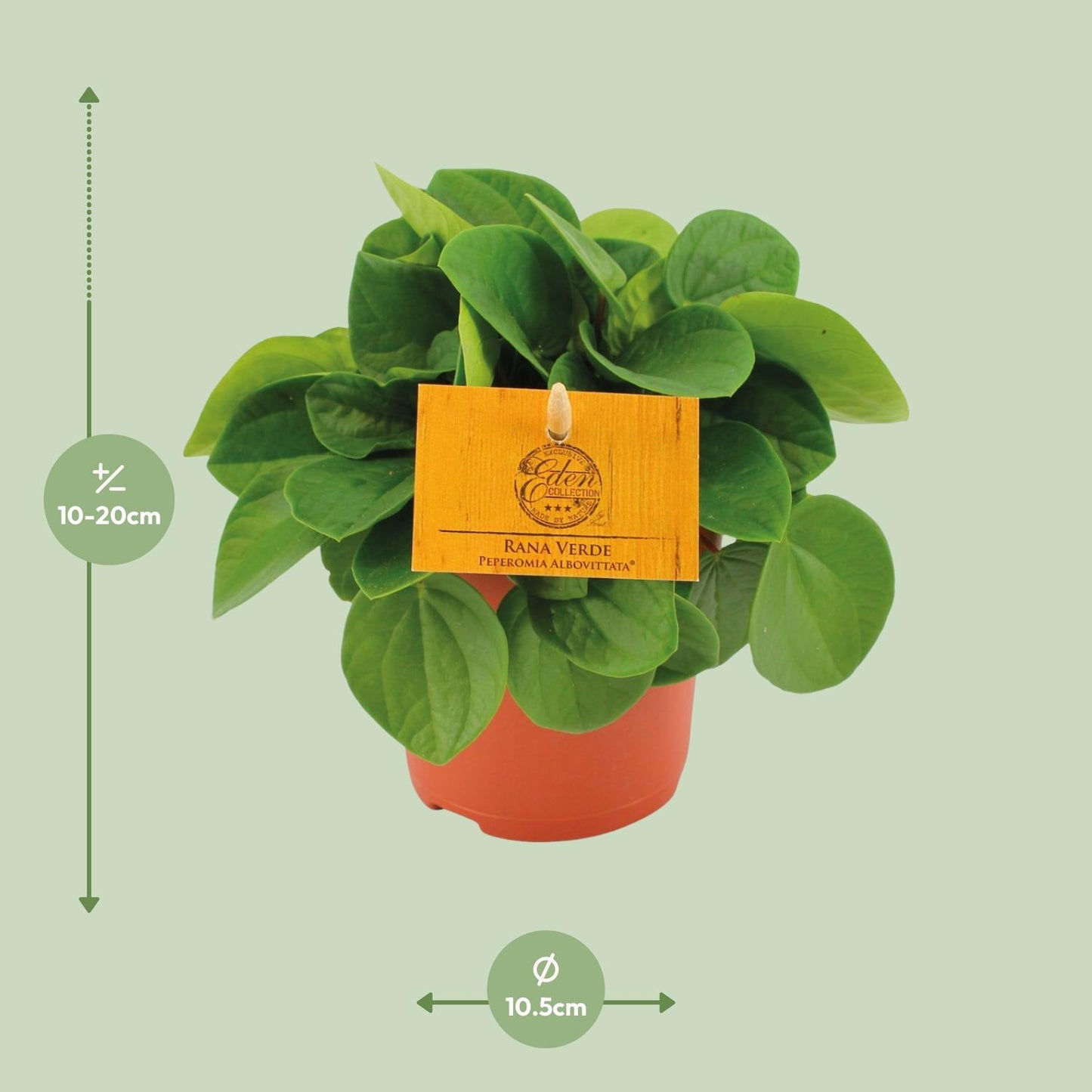 Peperomia Rana Verde Ø11cm – Kompakt & Pflegeleicht | Pflanzfix24.de - Pflanzfix24.de