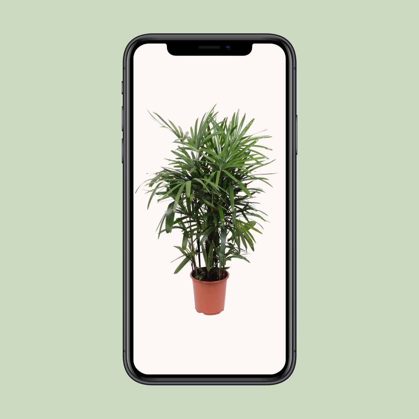 Rhapis Excelsa Steckenpalme Ø27cm – Pflanzfix24.de - Pflanzfix24.de