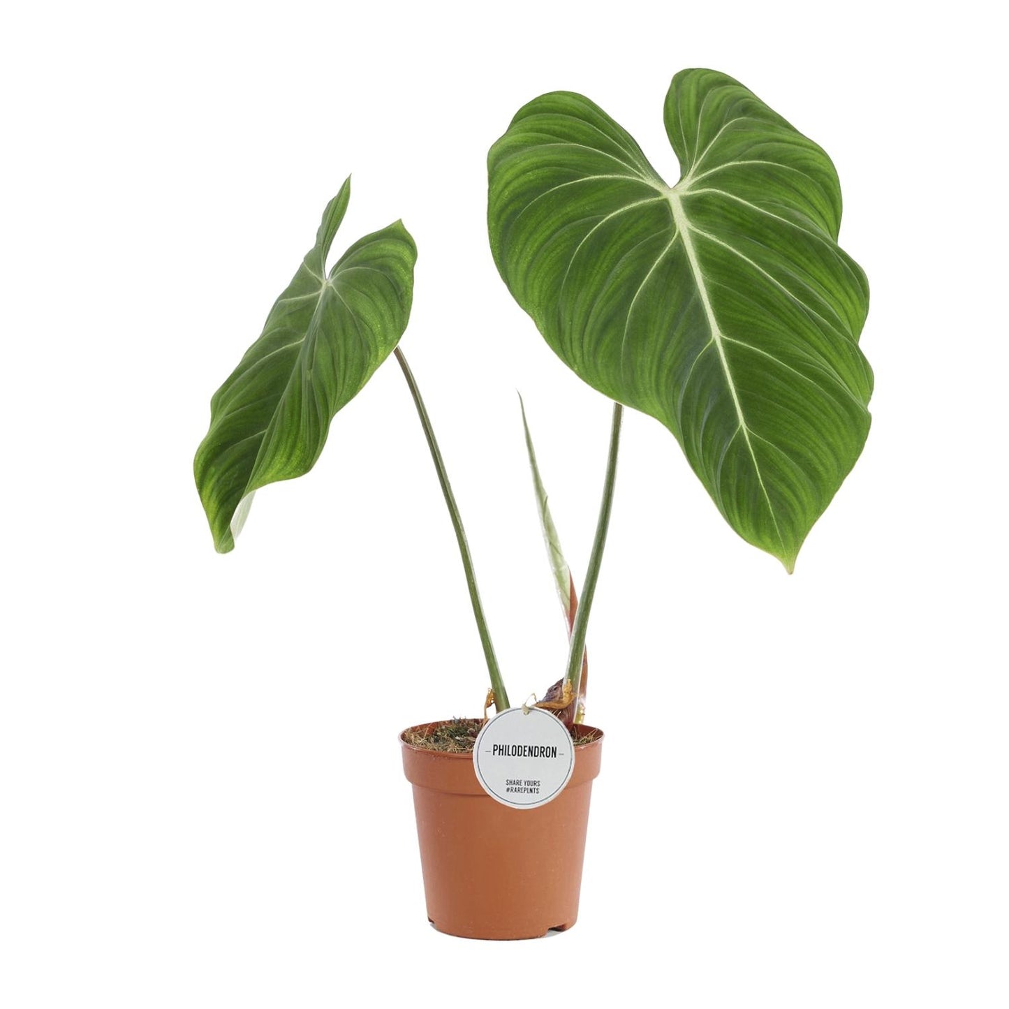 Philodendron Gloriosum – 60cm | Tropisches Laubwunder bei Pflanzfix24