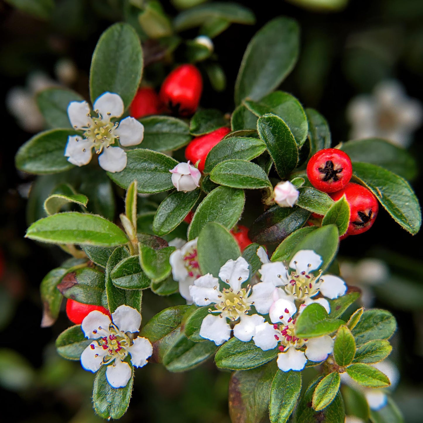 20x Cotoneaster dammeri Bodendecker | Pflanzfix24.de - Pflanzfix24.de