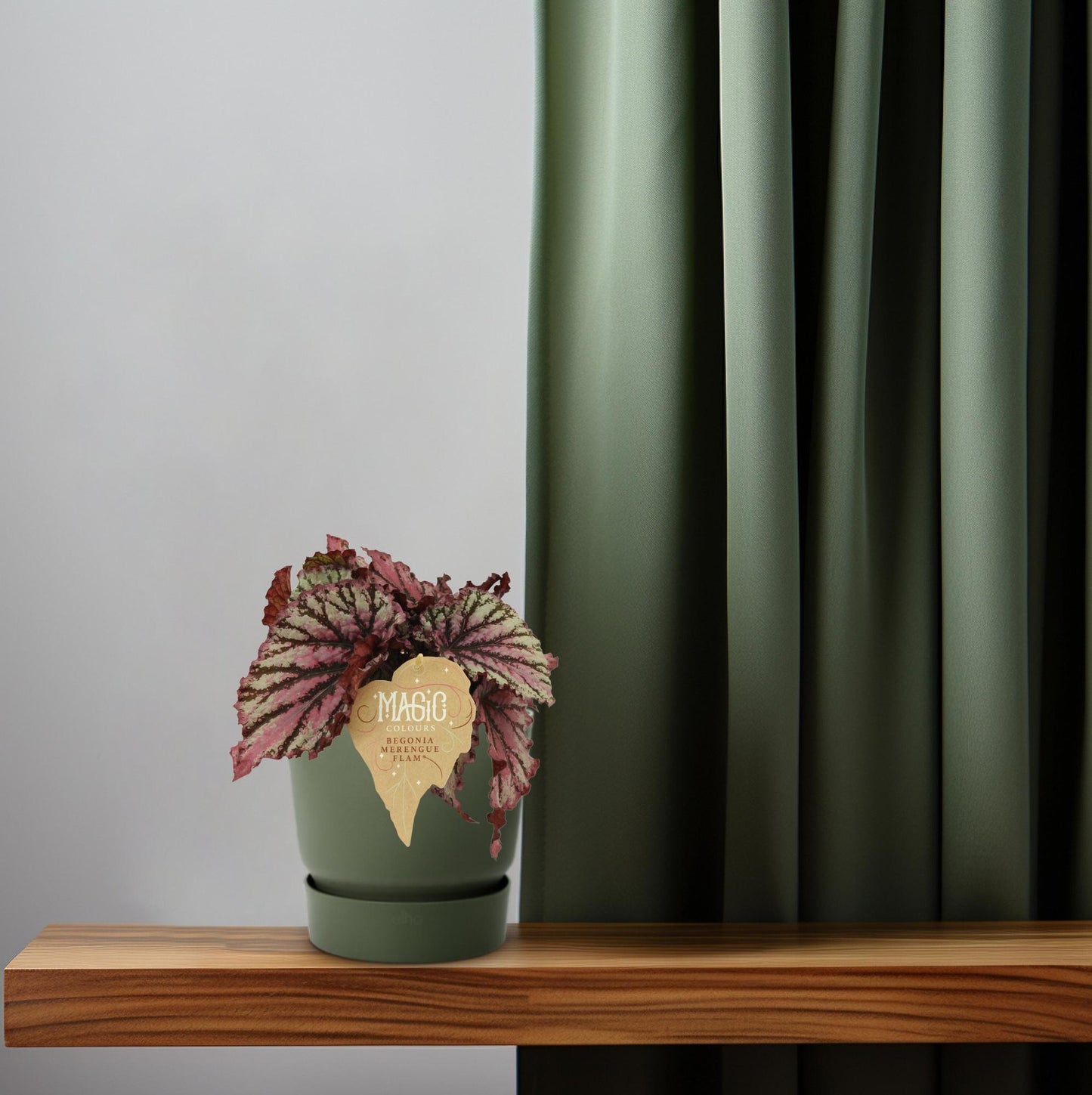 Begonia Rex Merenque - Ø12cm - ↕25cm - Pflanzfix24