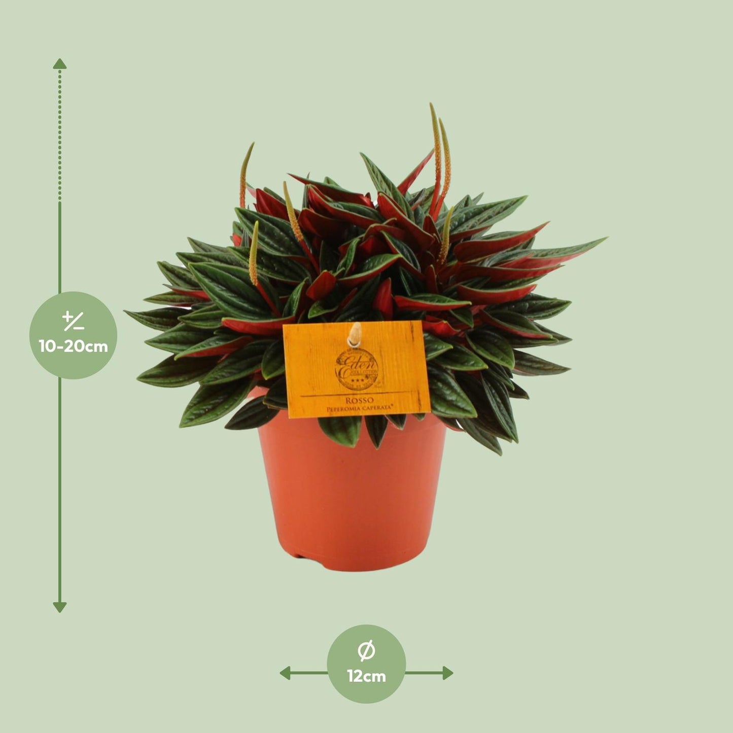 Peperomia Caperata Rosso - Ø12cm - ↕20cm - Pflanzfix24