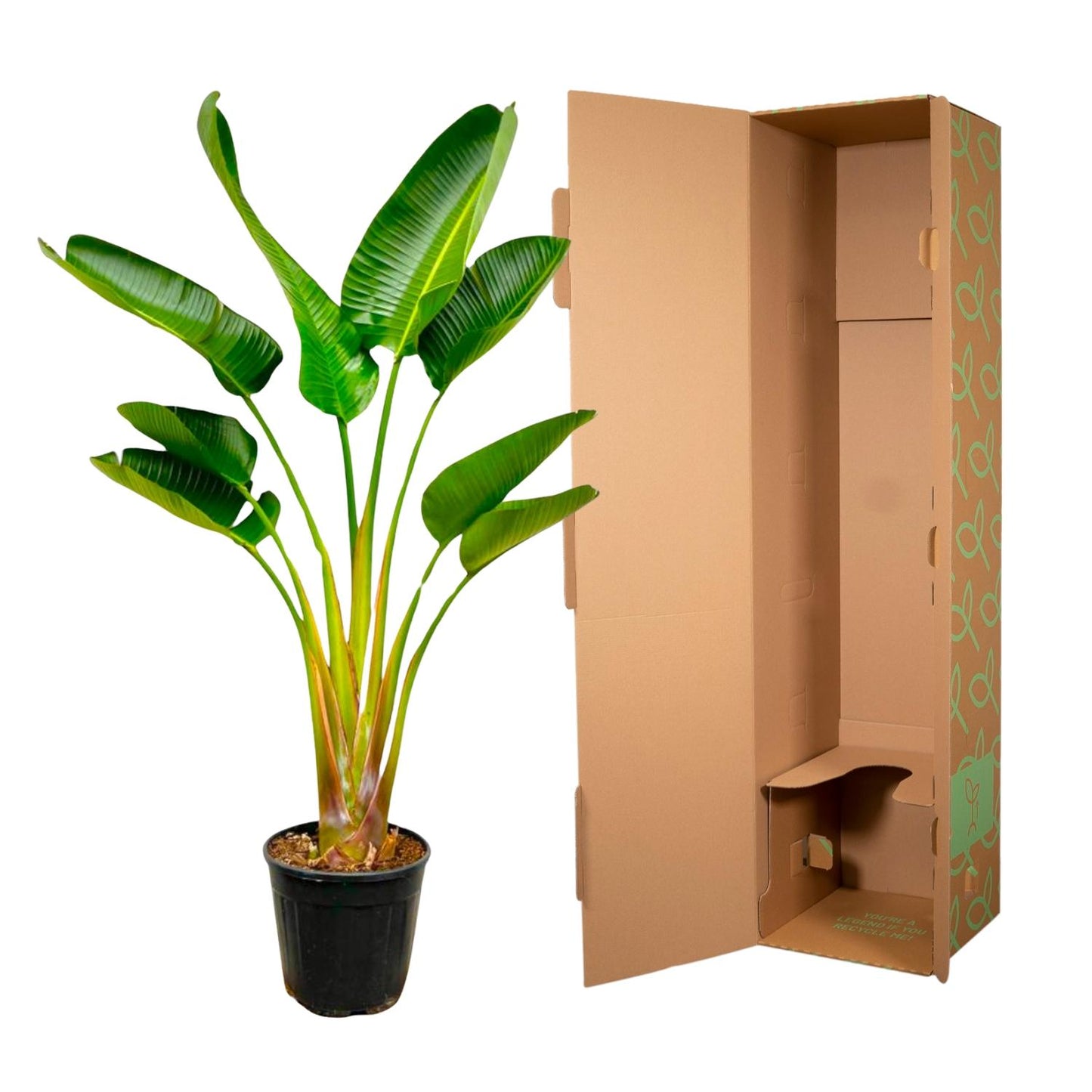 Strelitzia Augusta 160 cm Ø24 – Weißer Paradiesvogel | Pflanzfix24.de - Pflanzfix24.de