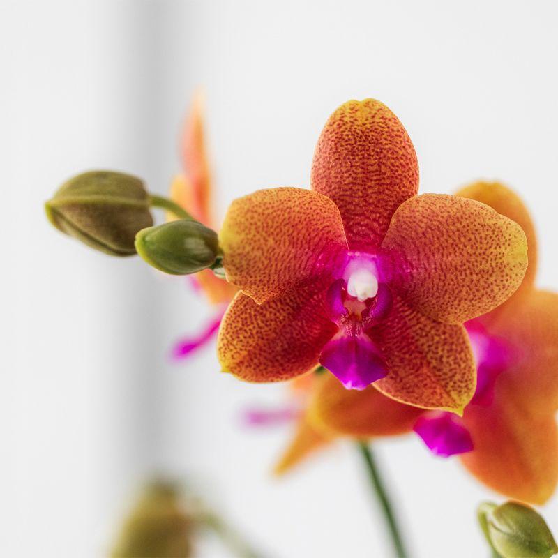 Orange duftende Phalaenopsis-Orchidee im cognacfarbenen Stripe-Ziertopf - Pflanzfix24