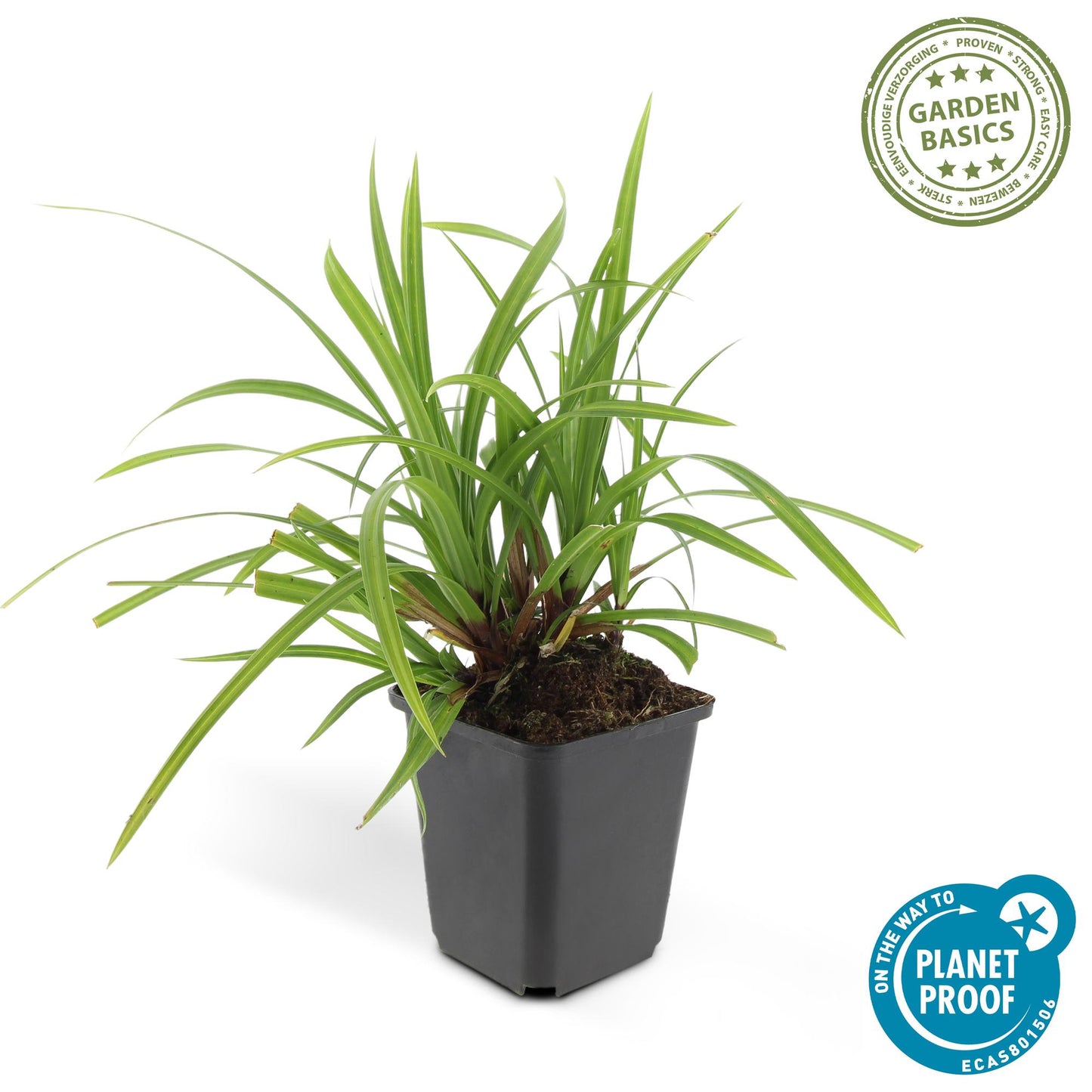 6x Carex morrowii 'Irish Green' - ↕10-25cm - Ø9cm - Pflanzfix24.de - Pflanzfix24.de