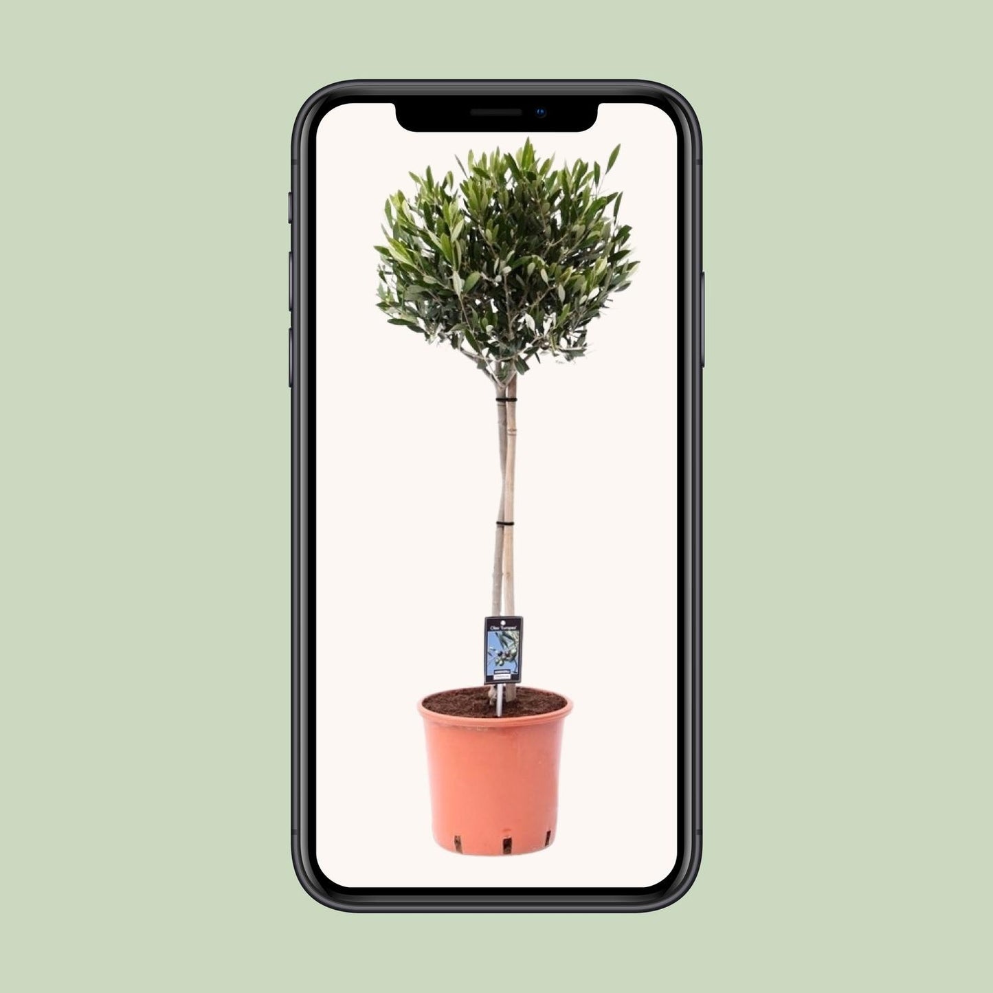 Olivenbaum Olea Olijf Ø22cm – 100cm hoch | Pflanzfix24.de - Pflanzfix24.de