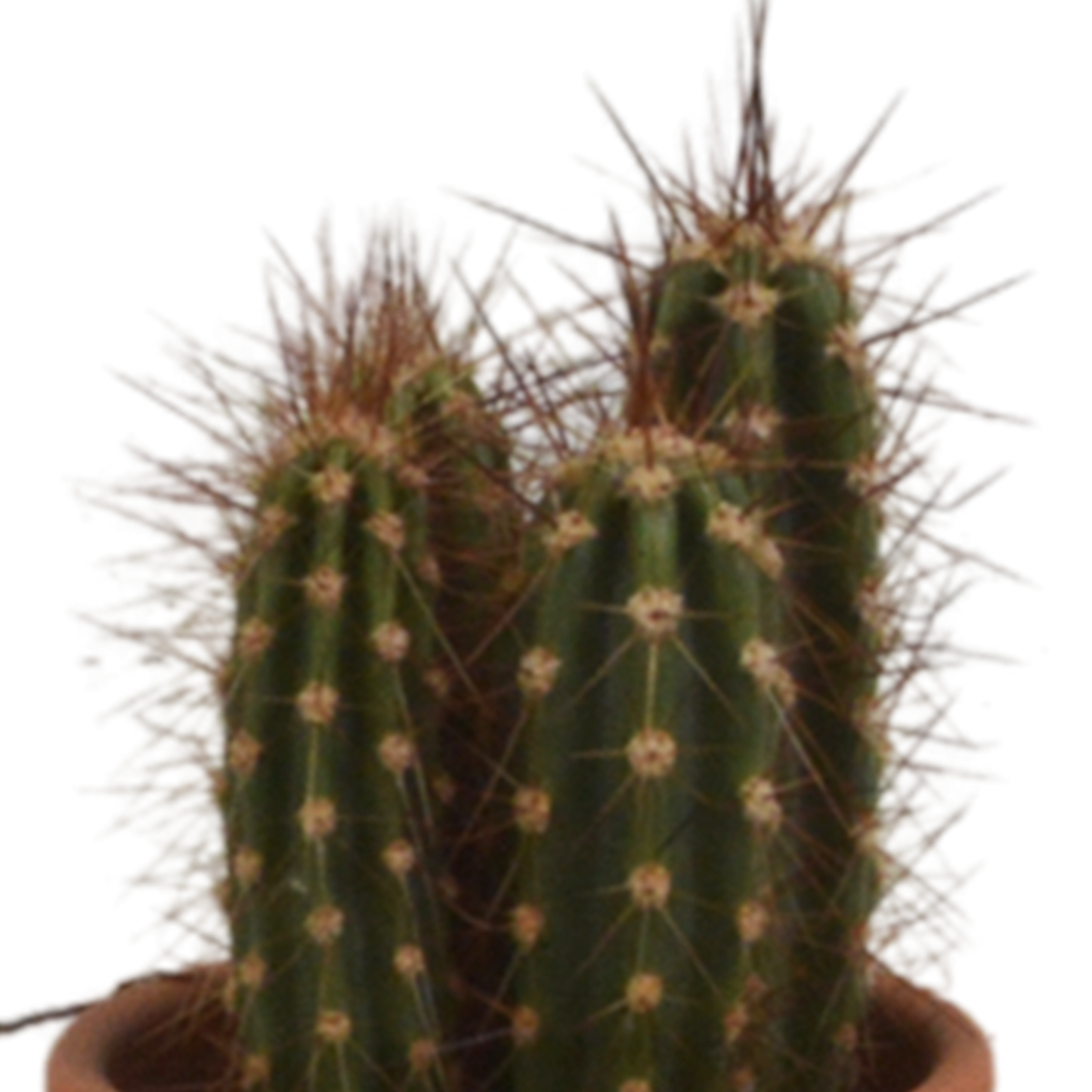 Kakteenmischung 5,5 cm - 5x - in terracotta pot - Pflanzfix24.de - Pflanzfix24.de