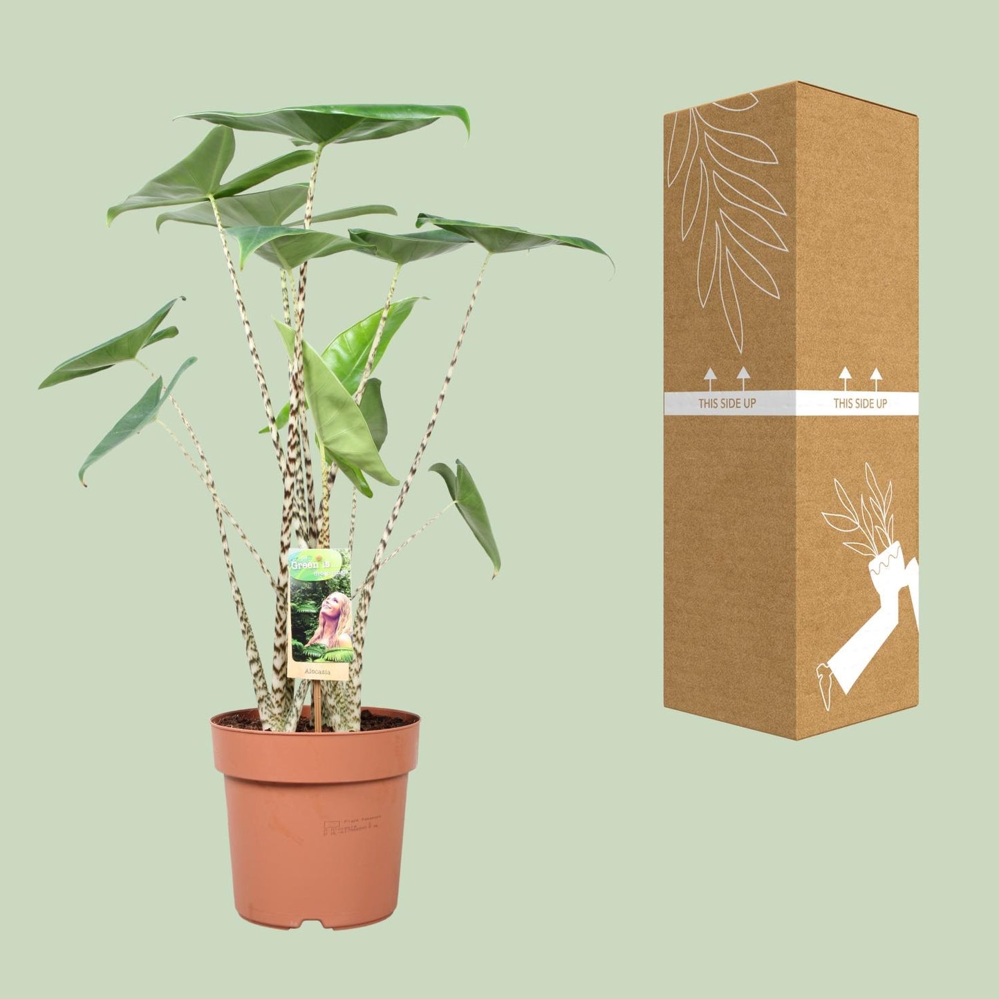 Alocasia Zebrina - Ø21cm - ↕80cm bei Pflanzfix24