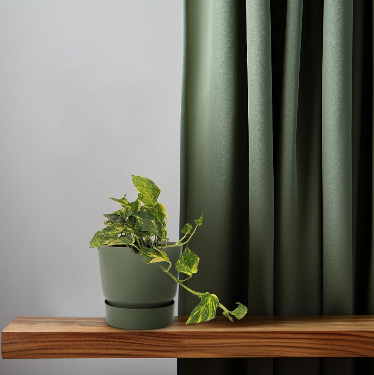 Scindapsus Epipremnum N'joy Gold - Ø12cm - Pflanzfix24