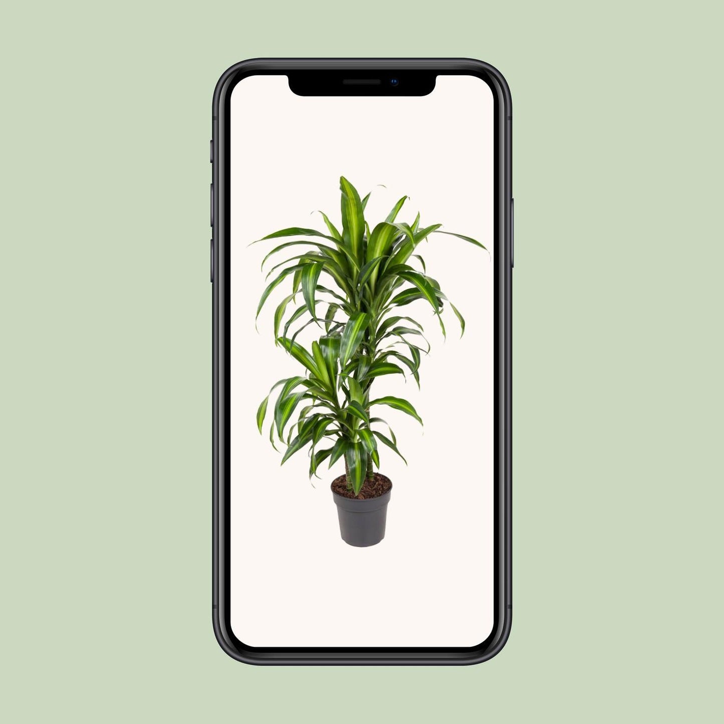 Dracaena Hawaiiana - Ø19cm - ↕90cm - Pflanzfix24