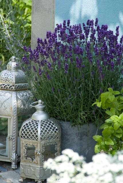 12x Lavandula 'Hidcote' – Blühender Lavendel | Pflanzfix24.de - Pflanzfix24.de