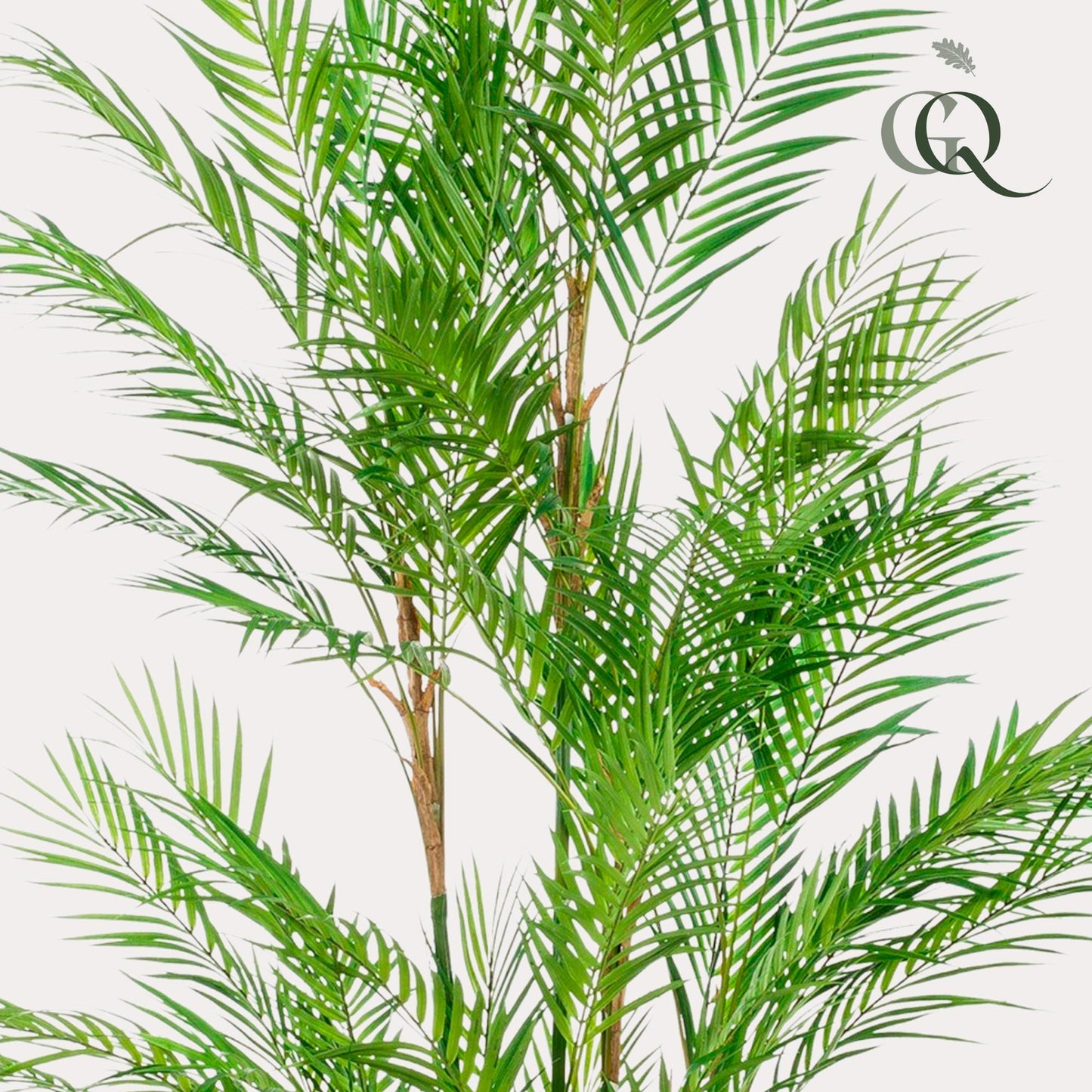 Kunstpflanze Chamaedorea Elegans Bergpalme 180 cm – Pflanzfix24