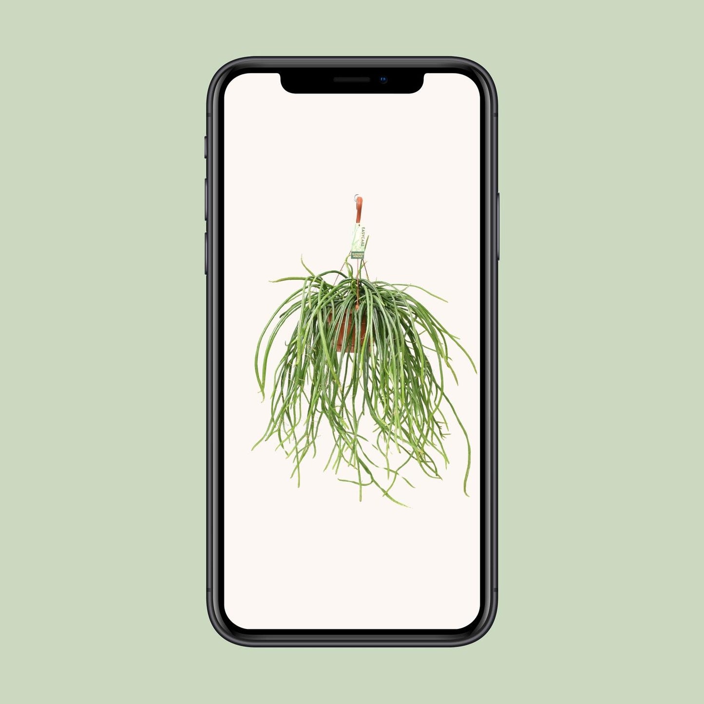 Selenisereus Werckleii - Ø17cm - ↕55cm - Pflanzfix24